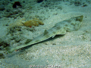 Guitar fish. by Andres L-M_larraz 